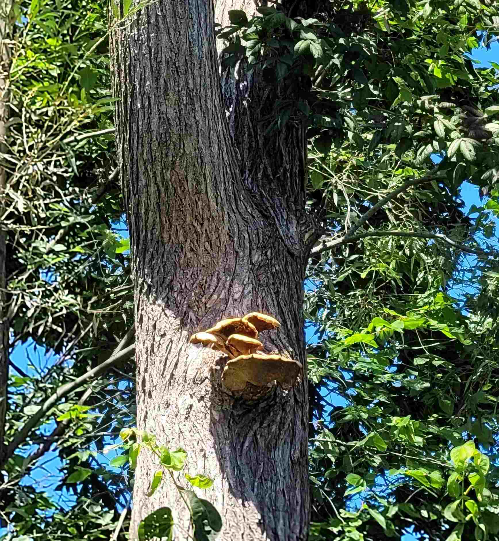 Tree fungus on elm tree trunk.