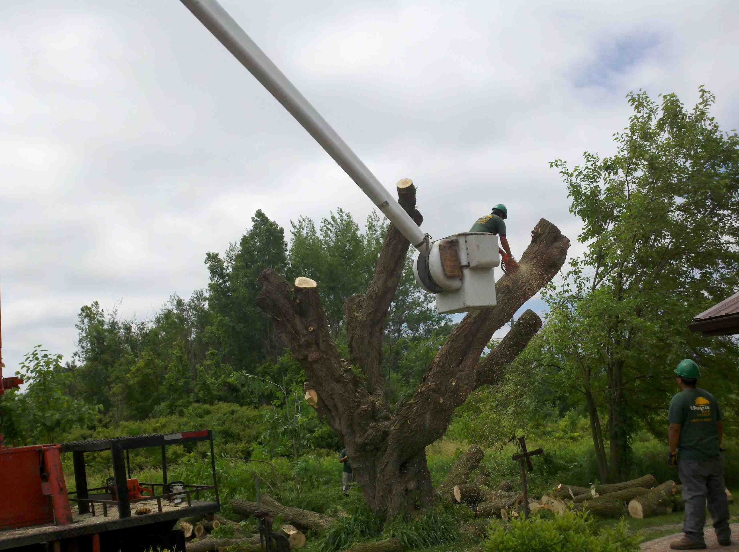Boxelder tree removal. | Owen Tree Service