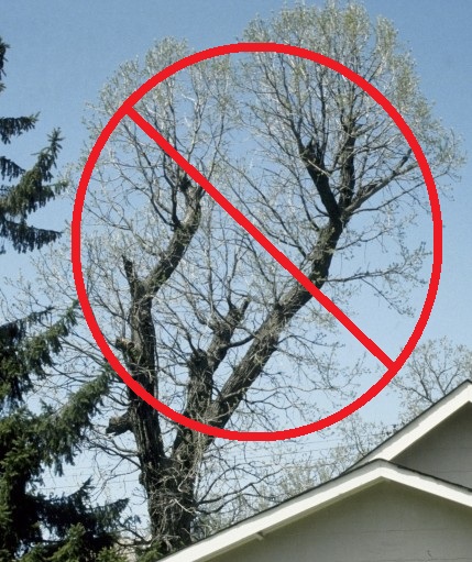 Tree improperly pruned by topping. | Joseph OBrien, USDA Forest Service, Bugwood.org