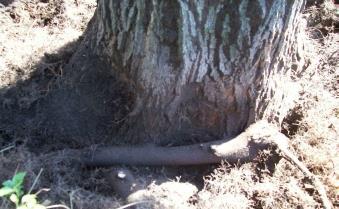 Girdling root on maple tree